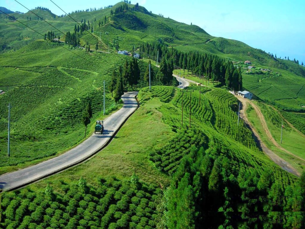 Kanyam Tea Garden